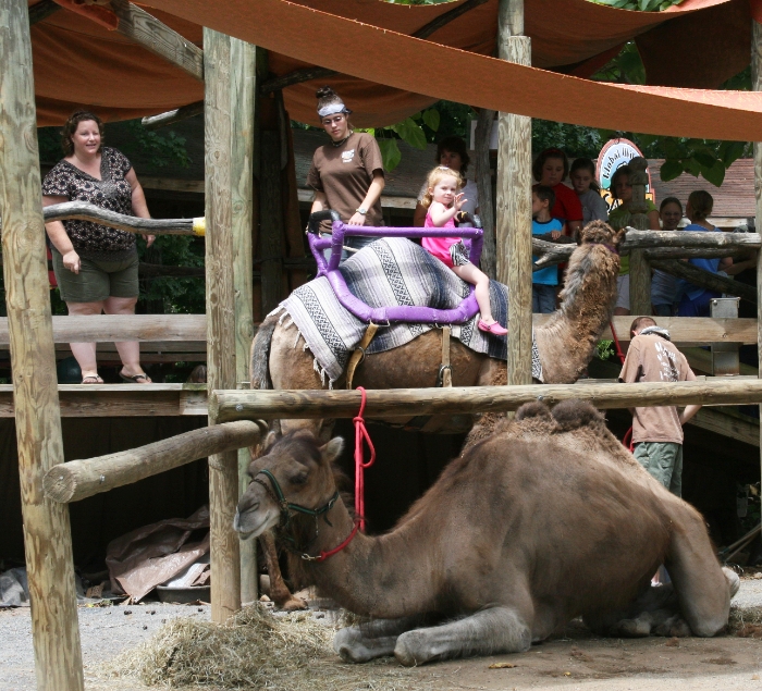 Mounting the Camel